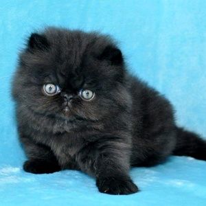 Meet your Posher, Vonnie